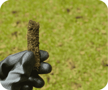 Gloved hand holding a soil plug against a grassy background, likely from lawn aeration.